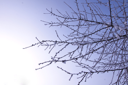 branches covered with snow, backgroundの写真素材
