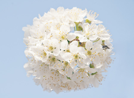 the beginning of spring, the trees are blooming, white flowersの写真素材