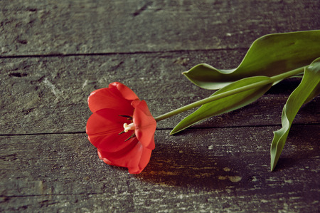 tulip on the wooden backgroundの写真素材