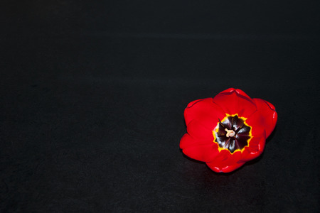 red tulip on a black backgroundの写真素材