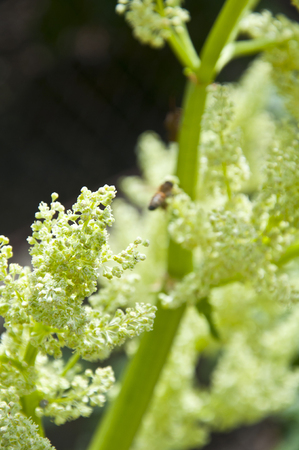 part of the forest, a green plant and an insect in the backgroundの写真素材