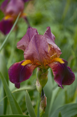 irises in the field, beautiful flowersの写真素材