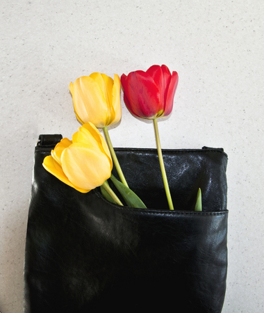 beautiful tulips and black bag, interesting backgroundの写真素材
