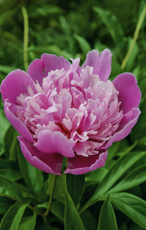 pink peony in the field, beautiful gardenの写真素材