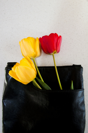 beautiful tulips and black bag, interesting backgroundの写真素材