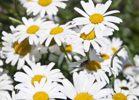 a lot of daisies in a green field, delicate flowersの写真素材