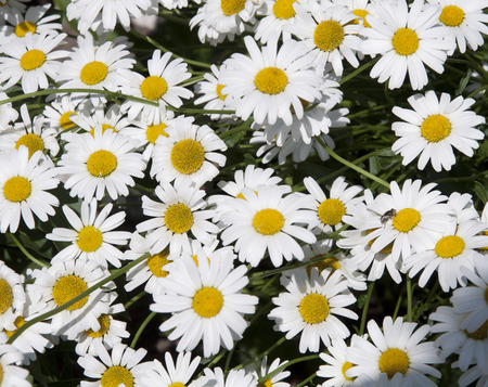 a lot of daisies in a green field, delicate flowersの写真素材