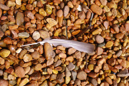 Feather of a bird on a beachの写真素材