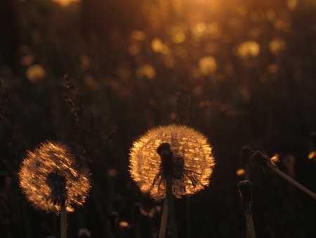 A couple of dandelions drenched in the sun at sunsetの写真素材
