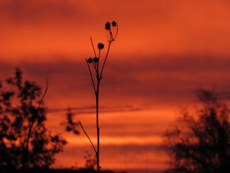 Small plant against the background of a beautiful scarlet sunsetの写真素材