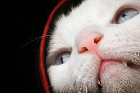 Cat Under Cover, Hidingの写真素材