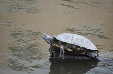 Turtle sunning himself on a rock in a pond