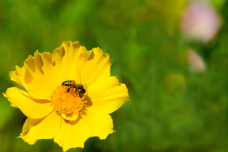 Yellow Flower and Beeの写真素材