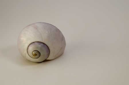 Violet Seashellの写真素材