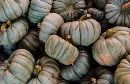 Green Pumpkinsの写真素材