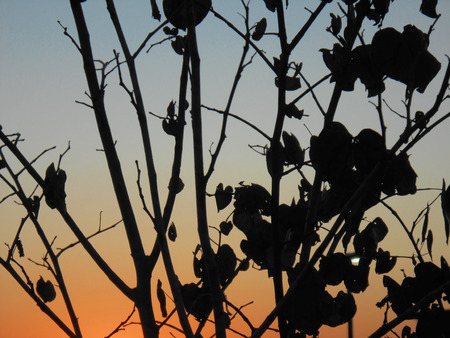 Back Lit Branchesの写真素材