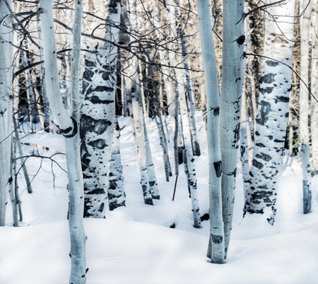 Aspen Trees