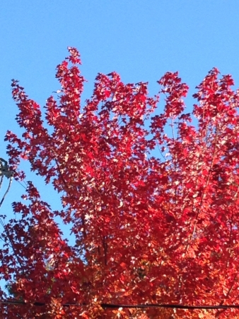 Taken in the autumn in southern ontarioの素材