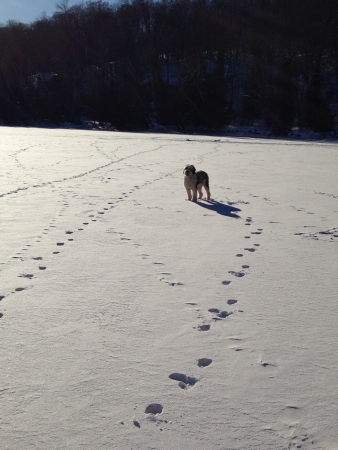 Old English sheepdog looking towards the Camera on a sunny day on a nice covered lake in Canada の素材