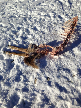 Remains of a deer that was attacked by wolves on a frozen lake in Ontario Canada の素材