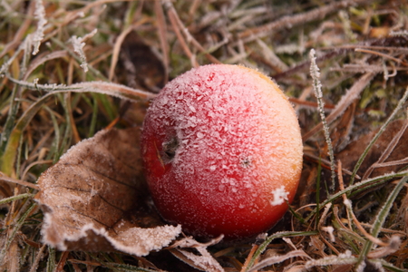 frozen appleの写真素材