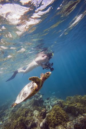 girl swimming with turtleの写真素材