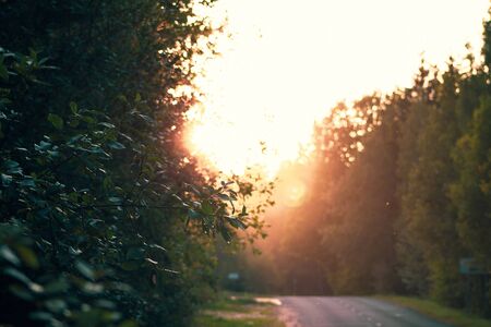 Bright sunset in the forestの写真素材