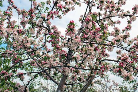 Pink cherry blossom in springの写真素材