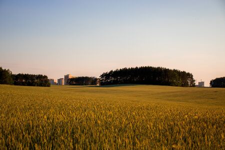 Wheat field at sunsetの写真素材