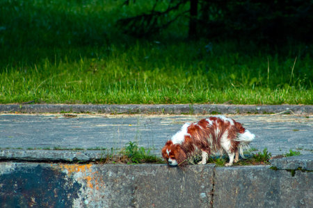 Dog near the river in the parkの写真素材