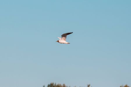 Seagull flying in the skyの写真素材