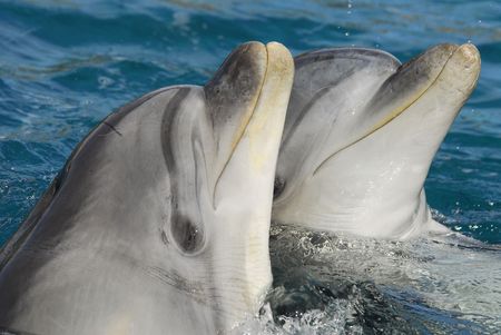 A Dolphinarium Eilat in the Israelの写真素材