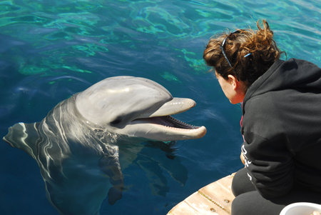 A Dolphinarium Eilat in the Israelの写真素材