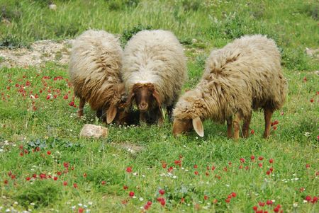 A flock of sheep in Jerusalemの写真素材