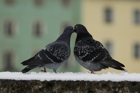 Two pigeon birds sitting on snowed wallの写真素材