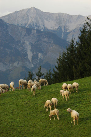 Sheep eating grass on a meadow