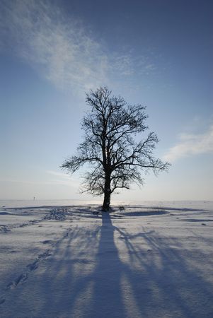 A tree in middle of snowy fieldの写真素材