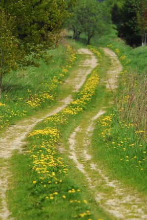 Meadow full of dandelion flowersの写真素材