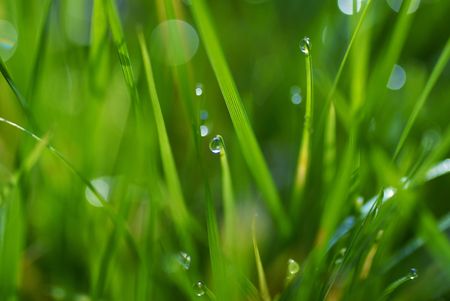 A lush green grass with dewの写真素材