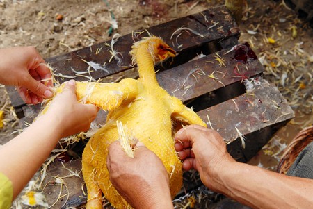 The stripping of feathers of hen by women's hands.の写真素材