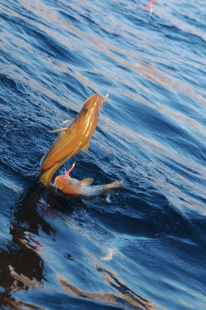The fishes fast on the fishing line - north Norway.