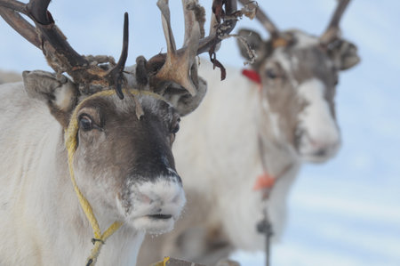 The portrait of reindeer from north Norway.の写真素材