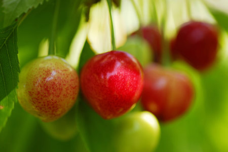 Cherries.