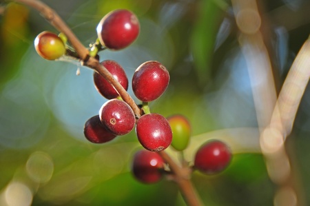 detail of coffee on tree in Gracias, Hondurasの写真素材