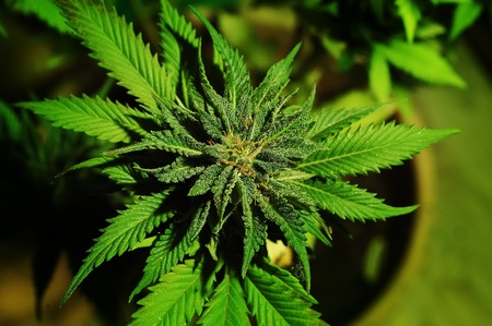 Picture of a cannabis plantの写真素材