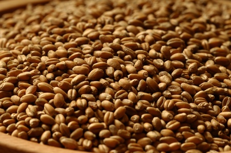 Brown barley beans in some potの写真素材