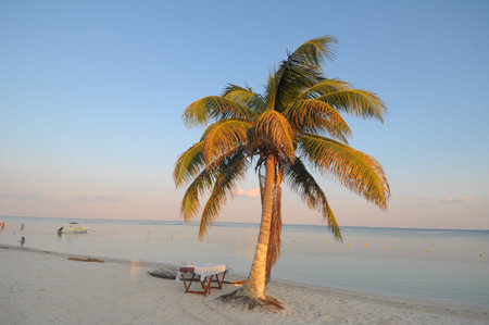 Picture of a palm tree on the beach of Mahahual  in Mexico