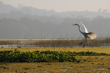 Picture of heron living at Yojoa lake in Hondurasの写真素材