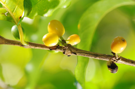 Picture of a coffee berries growing on plantation in Honduras