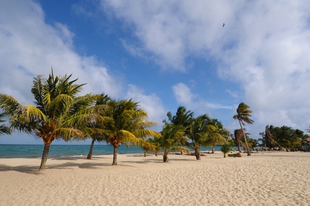 Beach with the palm trees  in Belize, Placenciaのeditorial素材